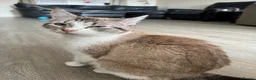 Mixed Breed cats for sale: 4 kittens for sale  - Advert 1