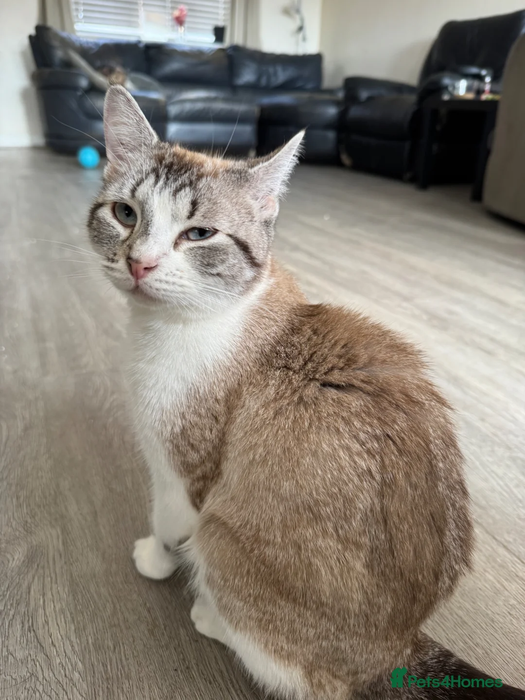 Mixed Breed cats for sale: 4 kittens for sale  - Advert 1