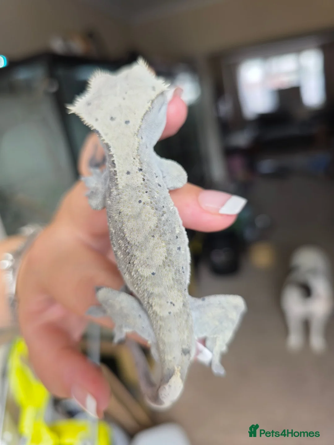 Gecko reptiles for sale: Baby, juvenile & 2 adult crested geckos for sale  - Advert 16