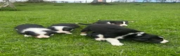 Border Collie dogs for sale: Lovely border collie pups for sale  - Advert 4
