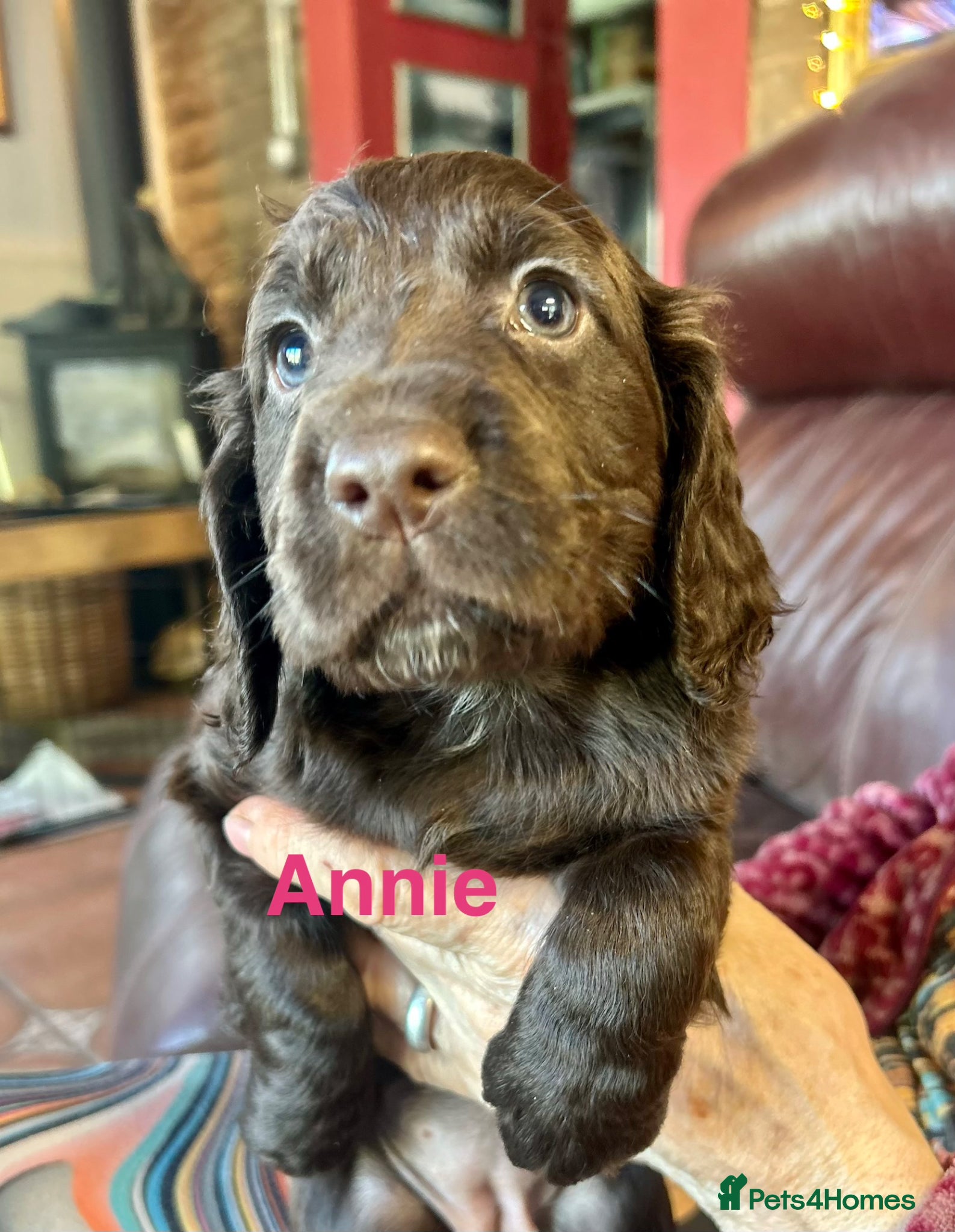 Cocker Spaniel dogs ✨Family Bred Health Tested KC W/Cocker Pups ✨ - Advert 4