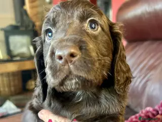 Cocker Spaniel dogs ✨Family Bred Health Tested KC W/Cocker Pups ✨ - Advert 4
