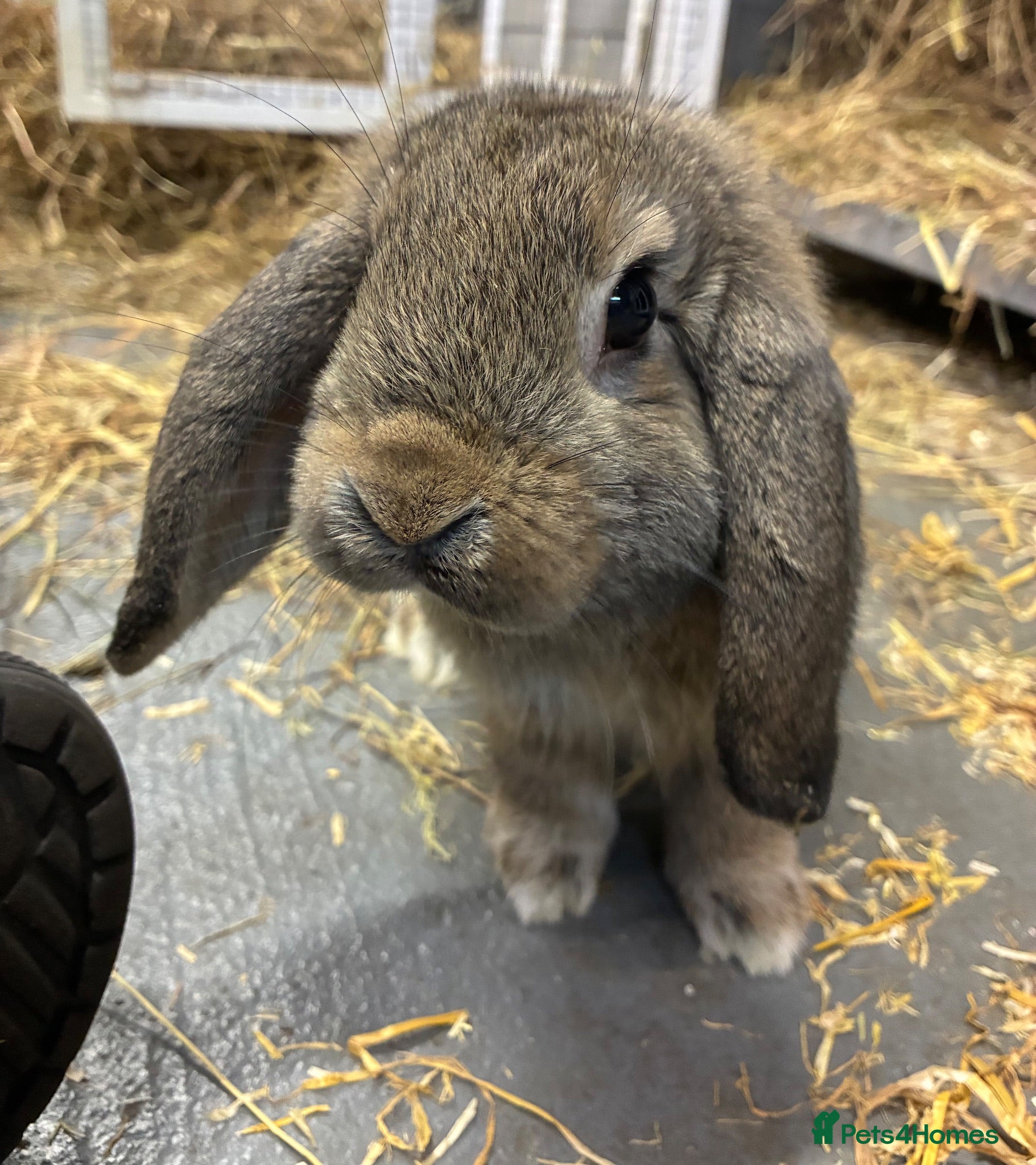 Mini Lop rabbits Mini Lop Bunnies Ready Now  - Advert 8