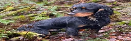 Cocker Spaniel dogs for sale: KC Registered Working Cocker Spaniel Puppies - Advert 13