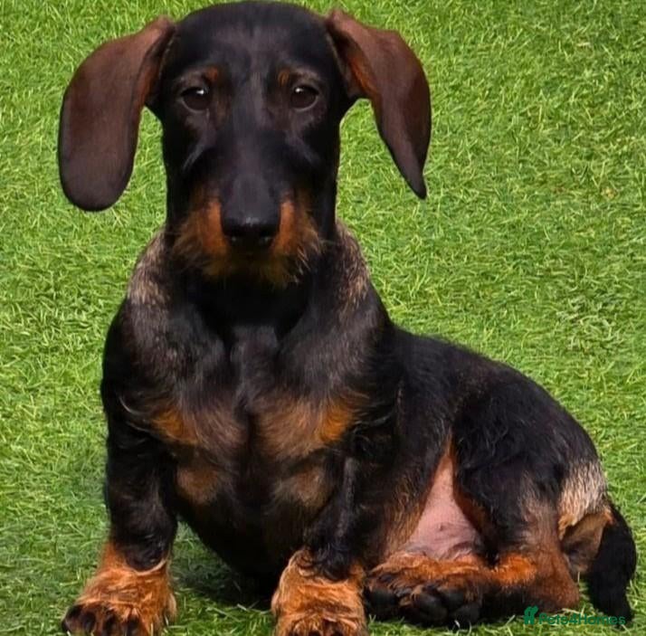 Miniature Dachshund dogs  My stunning boy Pin wire miniature dachshund stud - Advert 5