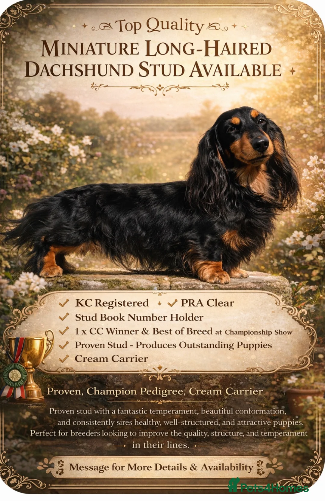 Dachshund dogs for stud: Quality miniature long hair dachshund for stud  - Advert 2