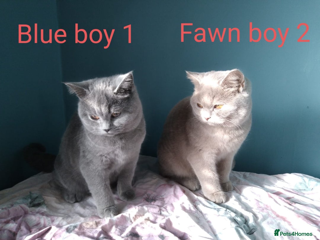 British Shorthair cats for sale: British Shorthair kittens - Advert 12