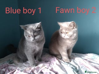 British Shorthair cats British Shorthair kittens - Advert 6