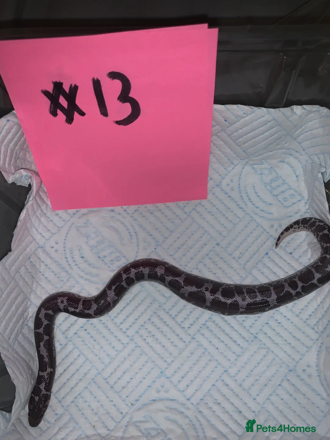 Boa Snake reptiles for sale: Kenyan sand boas for sale Essex  - Advert 13
