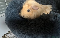 Guinea Pig rodents for sale: 2 female guinea pigs  - Advert 4