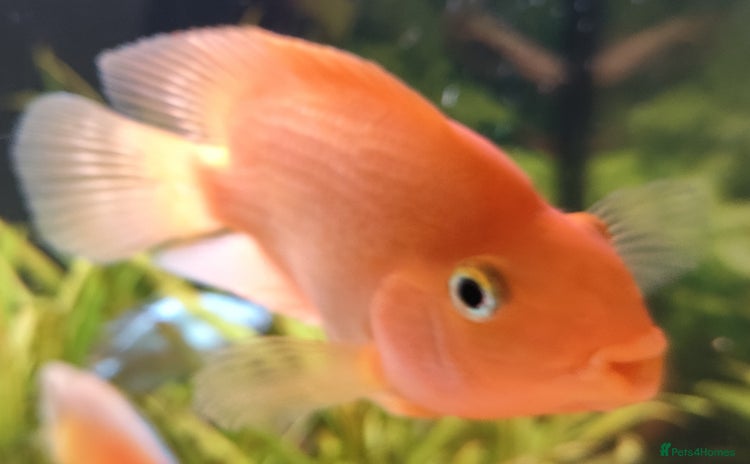 Other/Mixed Breed fish - Advert 2