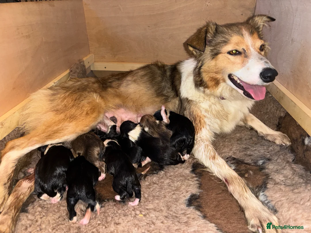 Mixed Breed dogs for sale: 2 collie dogs  - Advert 2