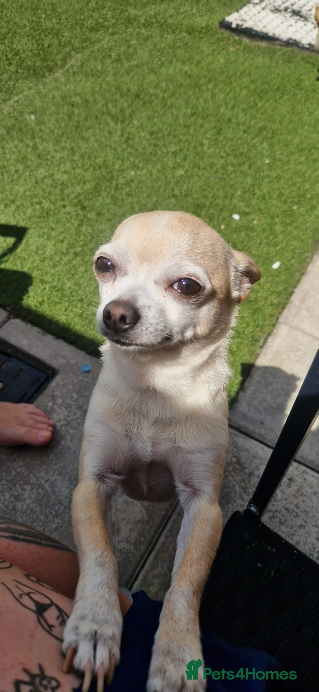 Chihuahua dogs for sale: 2 year old chihuahua  in Stockport - Advert 2