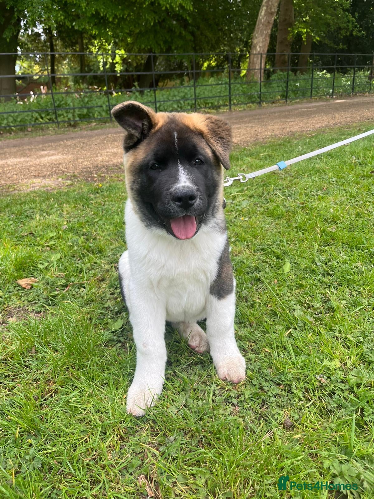 Akita dogs Mr Brown - Advert 3