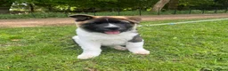 Akita dogs for sale: Mr Brown in Feltham - Advert 1