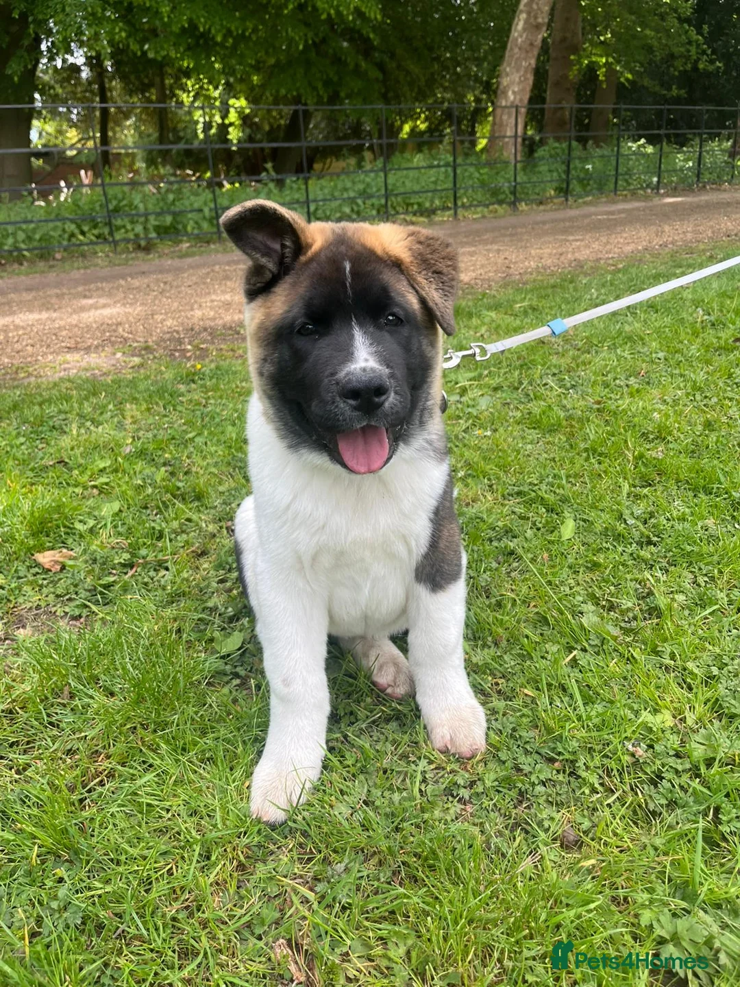 Akita dogs for sale: Mr Brown in Feltham - Advert 1