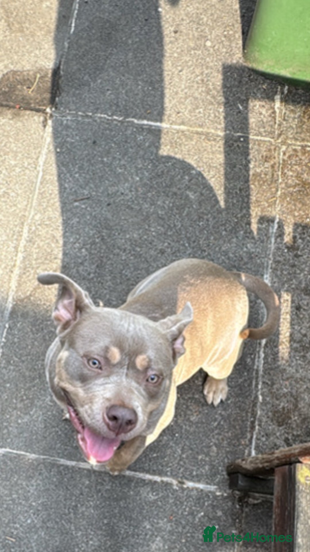 Mixed Breed dogs for sale: Pocket bully  - Advert 1