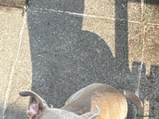 Mixed Breed dogs Pocket bully - Advert 2