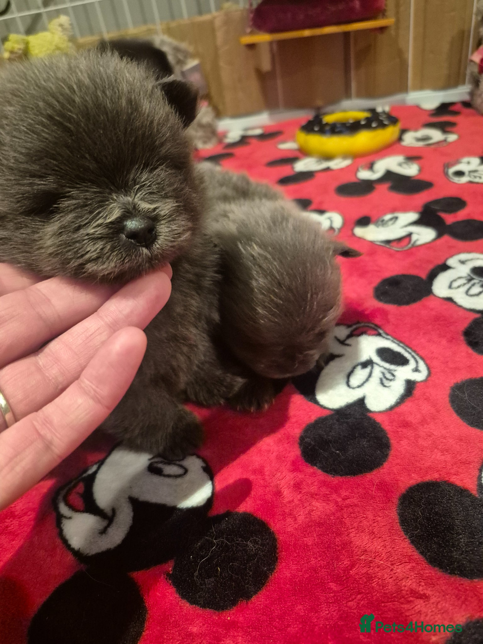 Pomeranian dogs for sale: Mini pomeranian puppies excel Russian bloodlines - Advert 12
