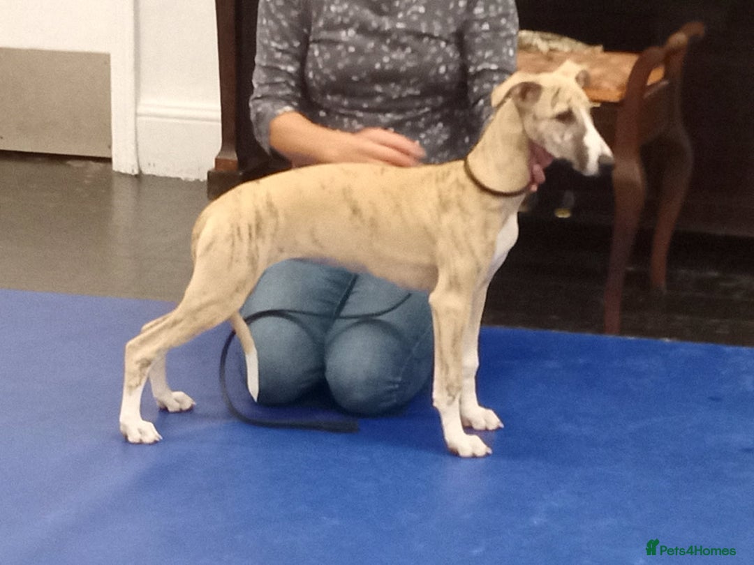 Whippet dogs for sale: STUNNING LITTER OF KC REGISTERED WHIPPET PUPPIES  - Image 7