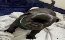 Staffordshire Bull Terrier dogs for sale: Floyd & Sky - Advert 19