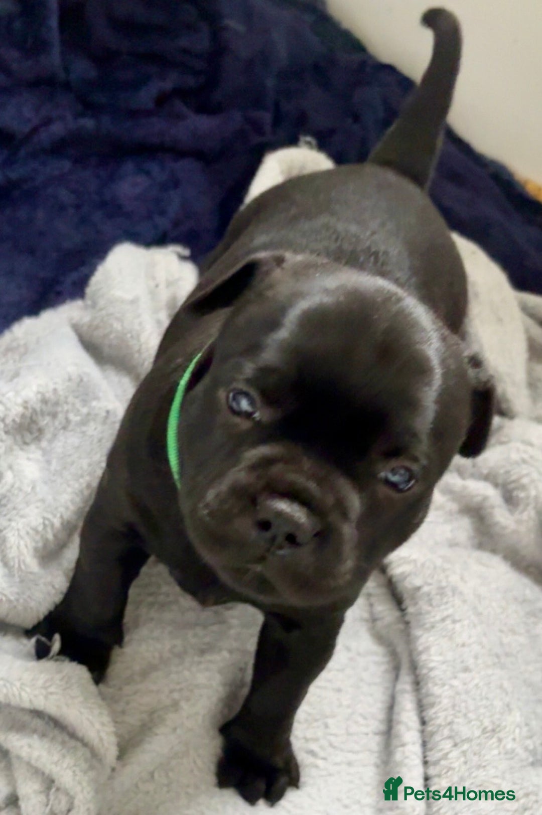 Staffordshire Bull Terrier dogs for sale: Floyd & Sky - Advert 19