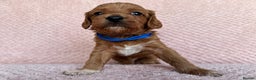 Cavapoo dogs for sale: Health tested F1b Cavapoo puppies - Advert 13