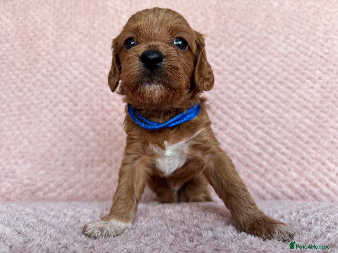 Cavapoo dogs for sale: Health tested F1b Cavapoo puppies - Advert 13
