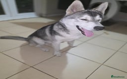 Utonagan dogs for sale: Make Huskey - Image 2