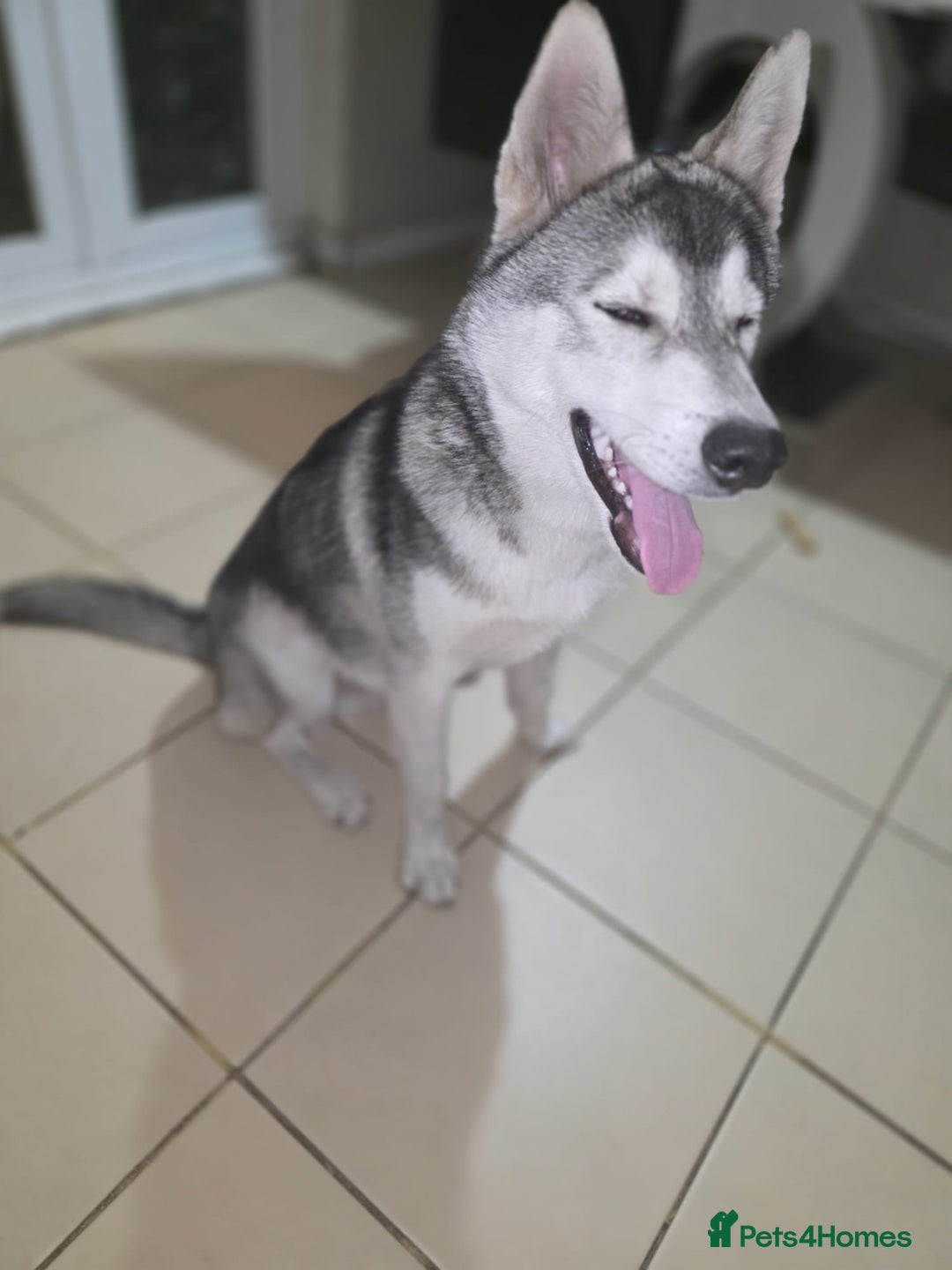 Utonagan dogs for sale: Make Huskey - Image 2