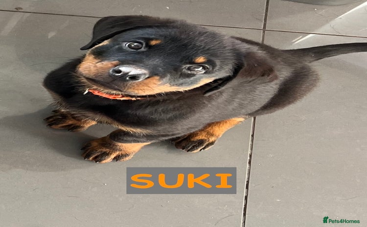 Rottweiler dogs - Advert 2
