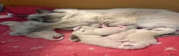 Ragdoll cats for sale: Ragdoll kittens - Advert 5