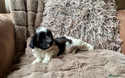 Lhasapoo dogs for sale: *****only 1 girl and 2 boys left ***** - Image 11