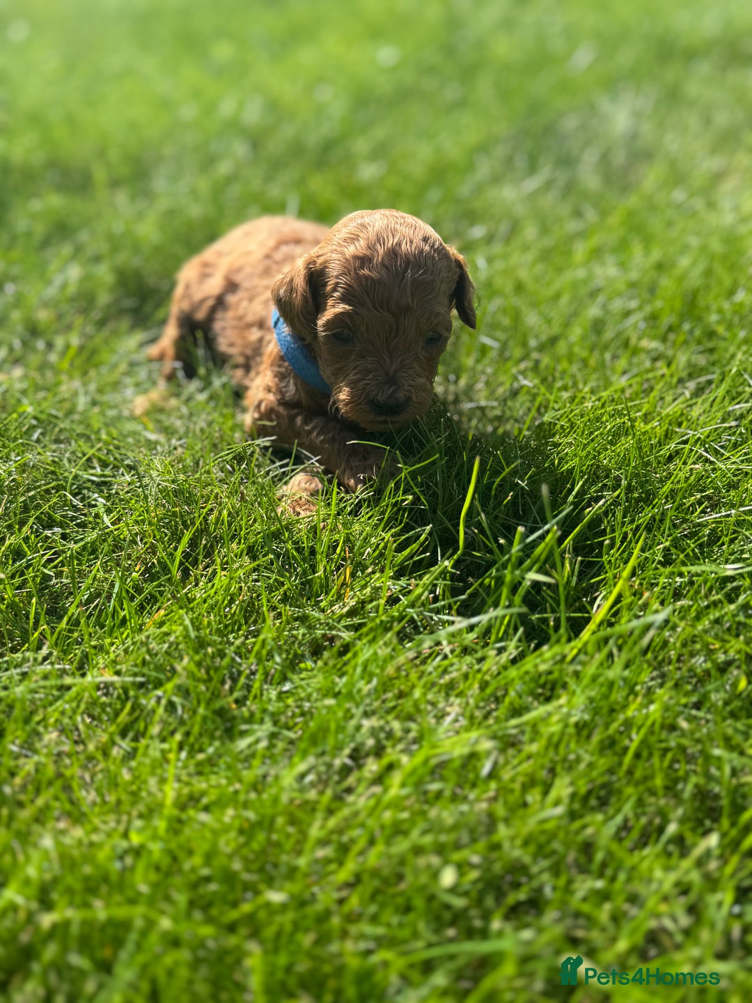 Miniature Poodle dogs for sale: KC registered Miniature Red poodles for Sale - Image 17