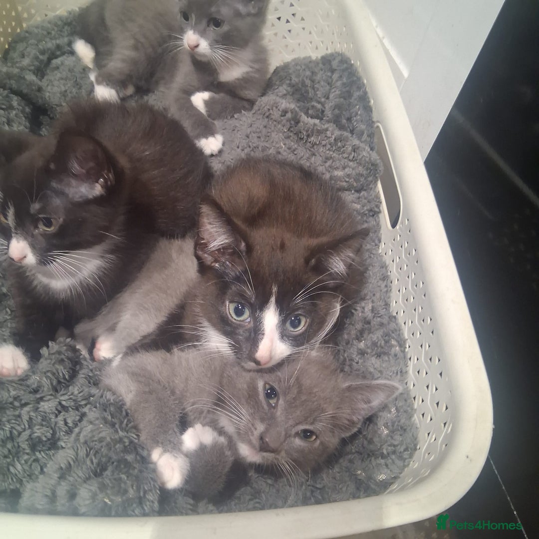 Mixed Breed cats for sale: Mixed breed , Maine coon x rag doll x local tom ! - Image 8