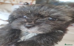 Morkie dogs for sale: Morkie puppies ready to leave  - Image 9