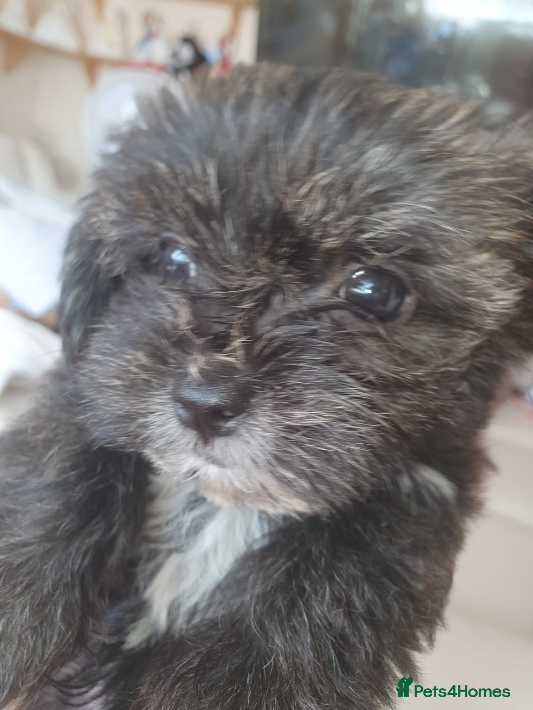 Morkie dogs for sale: Morkie puppies ready to leave  - Image 9