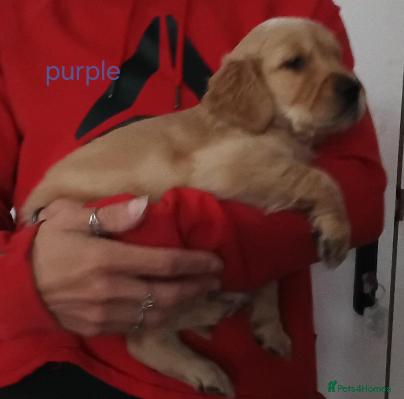Golden Retriever dogs PEDIGREE GOLDEN RETRIEVERS  - Advert 2