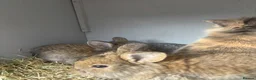 Lionhead rabbits for sale: 4 baby female rabbits for sale  - Advert 4