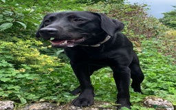 Labrador Retriever dogs for sale: Gorgeous 6 year old female KC DRAKESHEAD Labrador  - Image 3