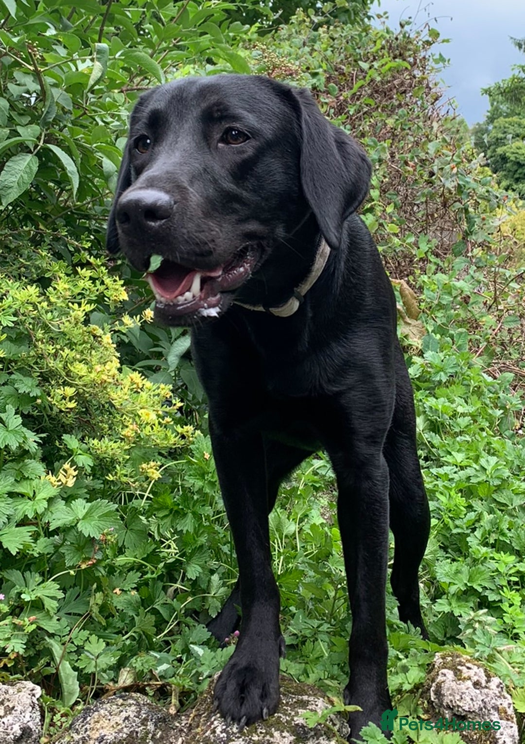 Labrador Retriever dogs for sale: Gorgeous 6 year old female KC DRAKESHEAD Labrador  - Image 3