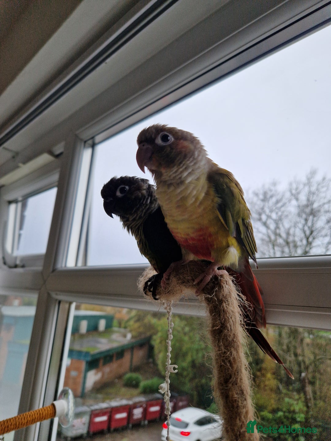 Conures birds for sale: Female conure 5 Months Old - Advert 10
