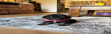 Mixed Breed 1