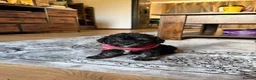 Mixed Breed dogs for sale: Two puppies available for sale - Advert 6