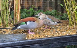 Ducks poultry for sale: Ringed Teal Ducklings - Image 2