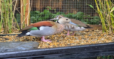 Ducks poultry - Advert 16