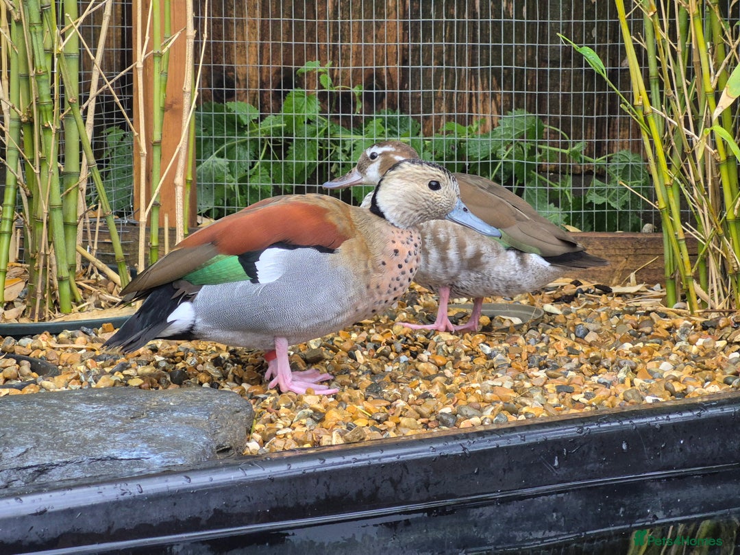 Ducks poultry for sale: Ringed Teal Ducklings - Image 2