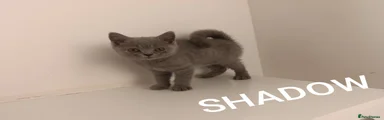 British Shorthair 3