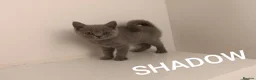 British Shorthair cats for sale: GCCF Active Registered British Shorthair Blue - Advert 4