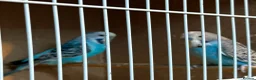 Budgerigars birds for sale: Young budgies for sale  in Boston - Advert 6